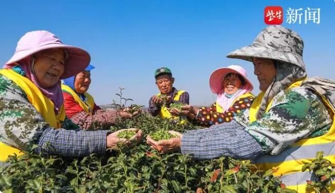 关于句容第一茬春茶“抢鲜”开采4万多亩茶进入采摘期的资讯(5)