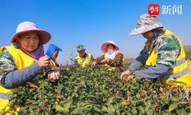 关于句容第一茬春茶“抢鲜”开采4万多亩茶进入采摘期的资讯(3)