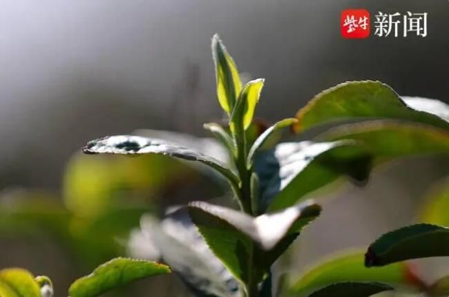关于句容第一茬春茶“抢鲜”开采4万多亩茶进入采摘期的资讯(1)