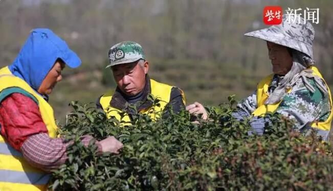 关于句容第一茬春茶“抢鲜”开采4万多亩茶进入采摘期的资讯(6)