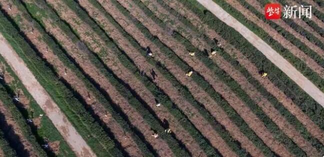 关于句容第一茬春茶“抢鲜”开采4万多亩茶进入采摘期的资讯