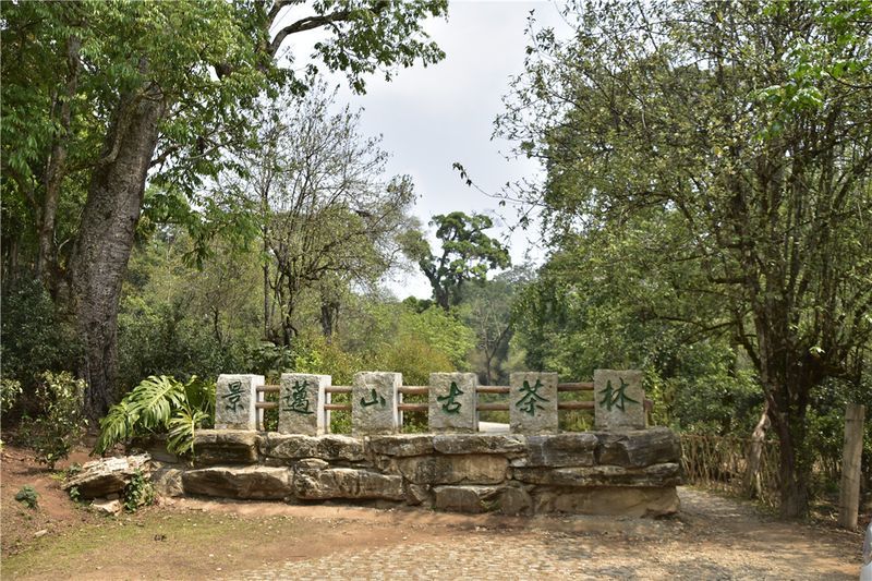 有关于“2023年全国各地茶博会”“景迈山论坛”“中国非遗制茶大会”的新闻(6)