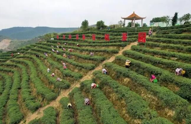 有关于贵港市富硒春茶正式开采的最新消息(1)