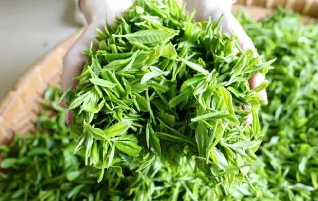 有关于贵港市富硒春茶正式开采的最新消息