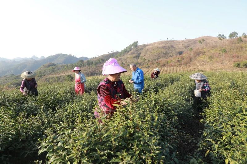 有关于都匀市匀东镇 又是一年春茶采摘时的最新消息(5)