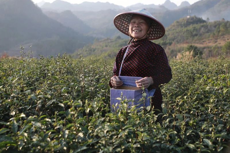 有关于都匀市匀东镇 又是一年春茶采摘时的最新消息(3)