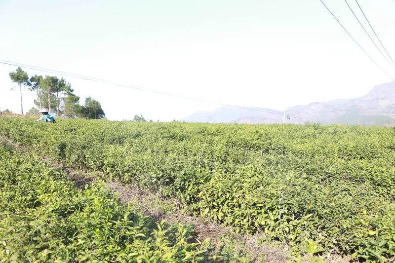 有关于都匀市匀东镇 又是一年春茶采摘时的最新消息