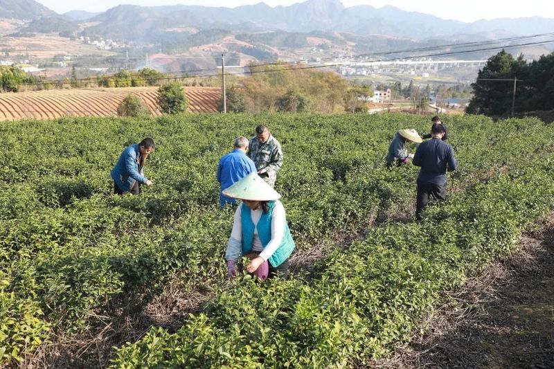有关于都匀市匀东镇 又是一年春茶采摘时的最新消息(2)