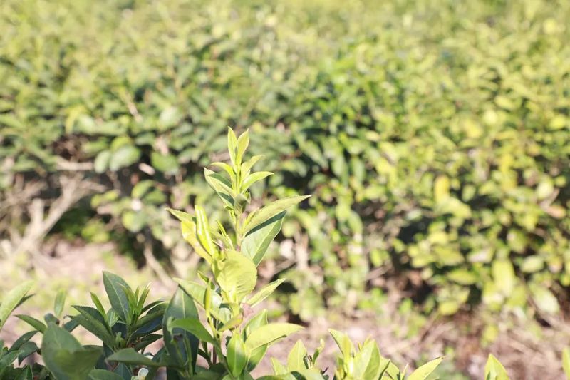 有关于都匀市匀东镇 又是一年春茶采摘时的最新消息(1)