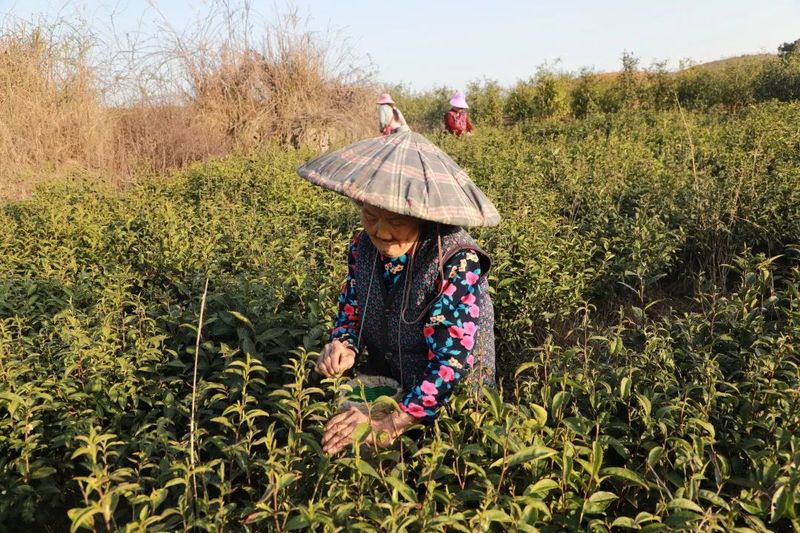有关于都匀市匀东镇 又是一年春茶采摘时的最新消息(4)