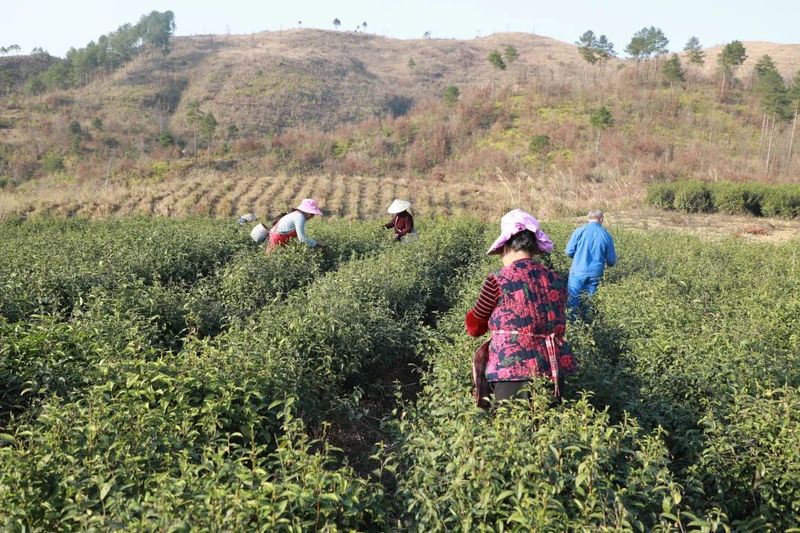 有关于都匀市匀东镇 又是一年春茶采摘时的最新消息(6)