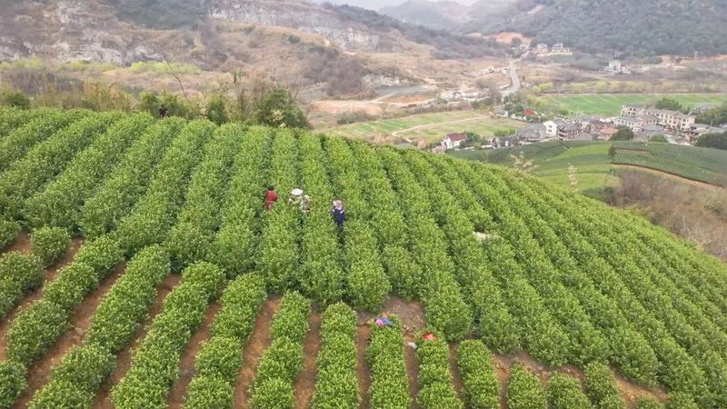 有关于中泰街道头茬“乌牛早”开采啦！的相关内容