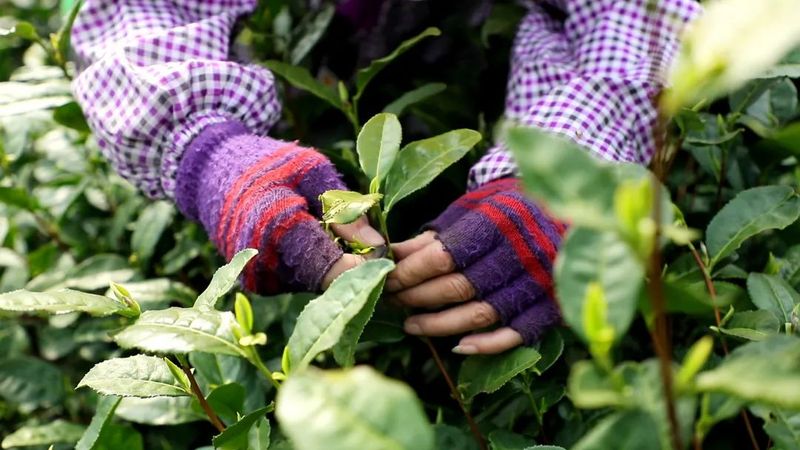 有关于中泰街道头茬“乌牛早”开采啦！的相关内容(2)