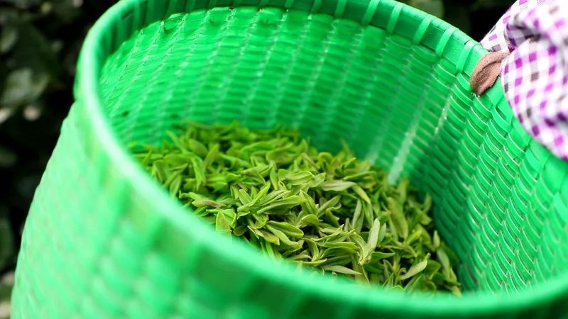 有关于中泰街道头茬“乌牛早”开采啦！的相关内容(1)