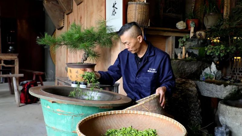 有关于中泰街道头茬“乌牛早”开采啦！的相关内容(3)