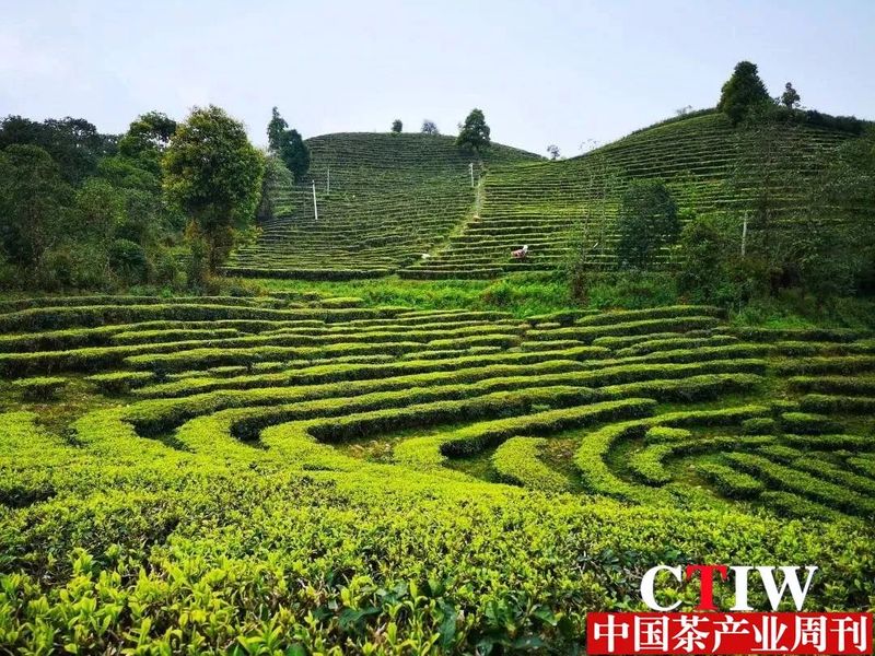 有关于勐海：做好茶文章 延伸产业链的相关内容