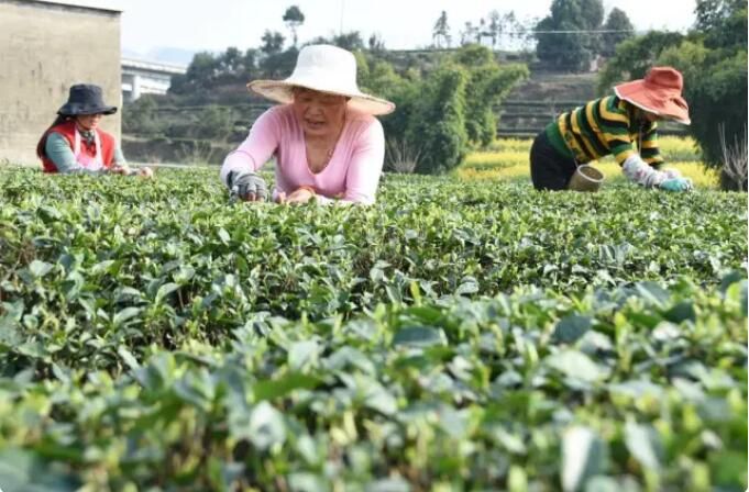 有关于220名省外茶商四川荣县抢鲜茶 独芽茶近300元/公斤的相关信息