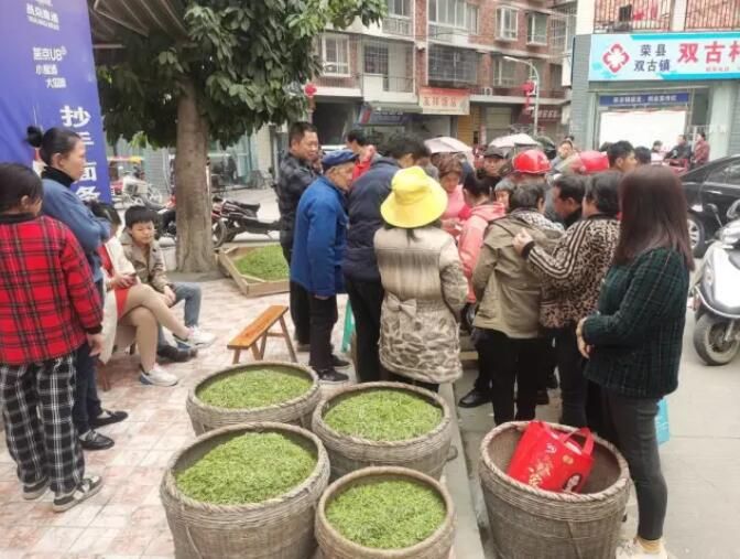 有关于220名省外茶商四川荣县抢鲜茶 独芽茶近300元/公斤的相关信息(2)