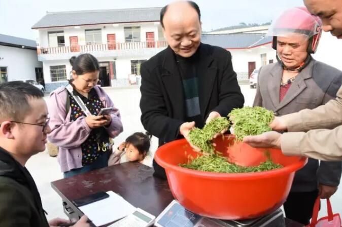 有关于220名省外茶商四川荣县抢鲜茶 独芽茶近300元/公斤的相关信息(1)