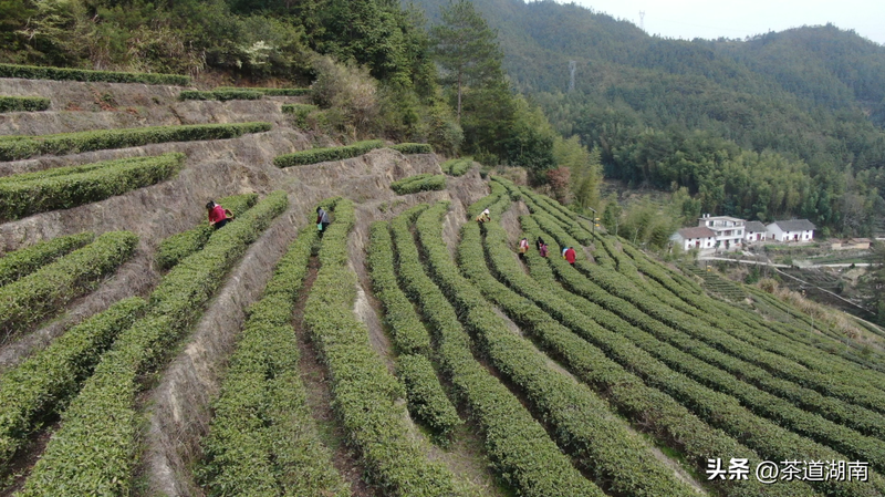 有关于订单纷至沓来 湖南桂东早春茶走俏市场的最新消息(1)