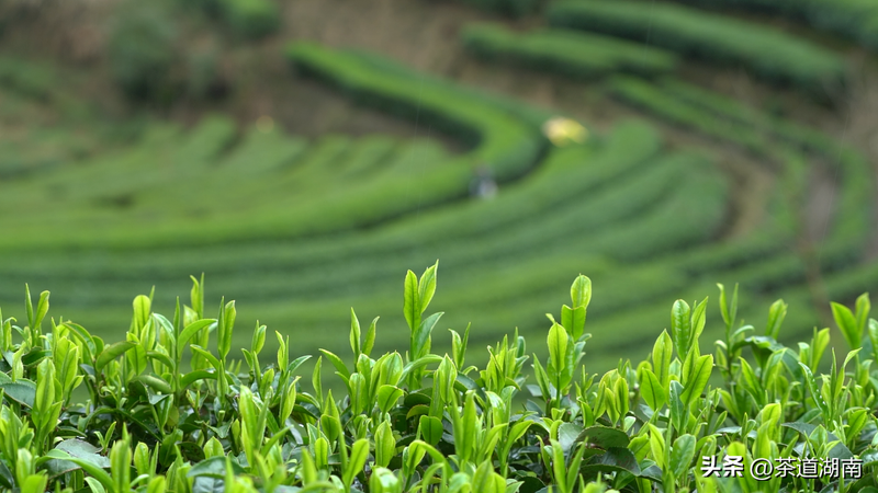 有关于订单纷至沓来 湖南桂东早春茶走俏市场的最新消息