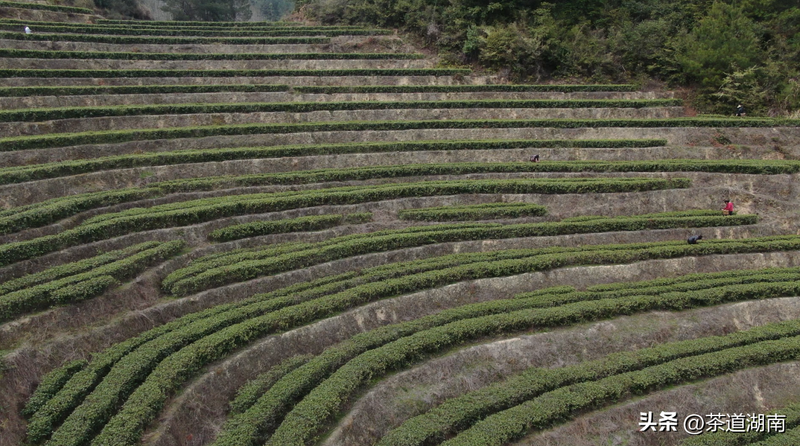 有关于订单纷至沓来 湖南桂东早春茶走俏市场的最新消息(2)