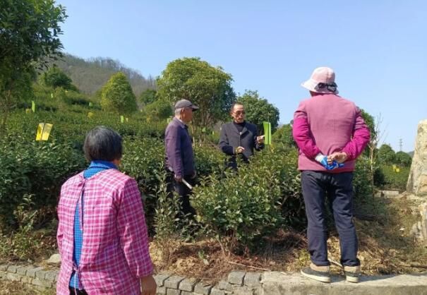 有关于巧用黄绿诱虫板 撑起茶园“保护伞”的信息