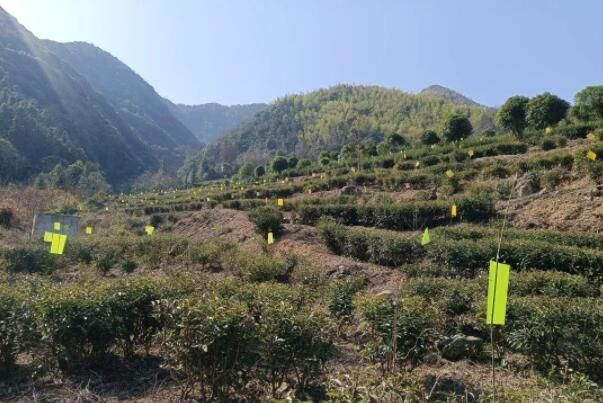 有关于巧用黄绿诱虫板 撑起茶园“保护伞”的信息(1)