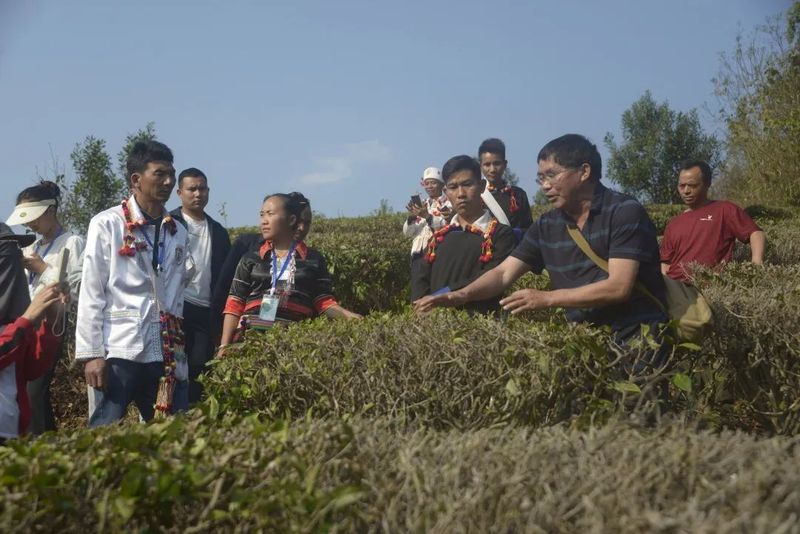 有关于芒市第二届“德昂族酸茶制作技艺”传承培训班圆满结束的相关内容(4)