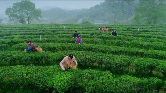 关于六堡茶·香世界，新华社晒梧州六堡茶“成绩单”的资讯