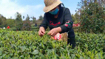关于双手采茶好 经济效益高！戳这里，看技术要诀的最新消息(4)