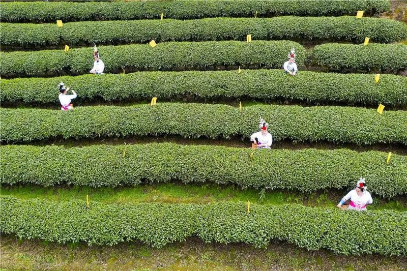 关于双手采茶好 经济效益高！戳这里，看技术要诀的最新消息