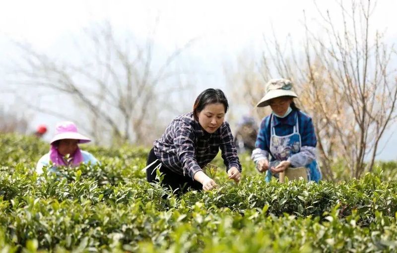 关于双手采茶好 经济效益高！戳这里，看技术要诀的最新消息(1)