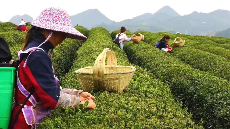 关于双手采茶好 经济效益高！戳这里，看技术要诀的最新消息(3)