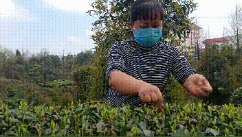 关于双手采茶好 经济效益高！戳这里，看技术要诀的最新消息(2)