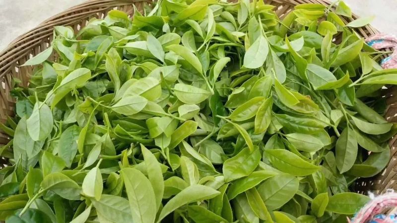 有关于春时最是茶养人，勤饮这“三茶”，多添几分得意的相关内容(1)