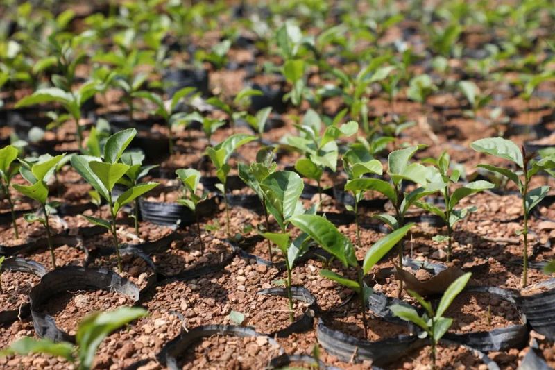 关于白沙：政企携手助推野生古树茶产业高质量发展的资讯(4)