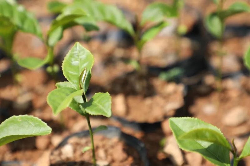 关于白沙：政企携手助推野生古树茶产业高质量发展的资讯(5)