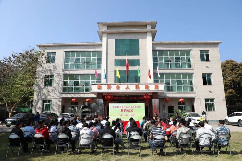 关于白沙：政企携手助推野生古树茶产业高质量发展的资讯