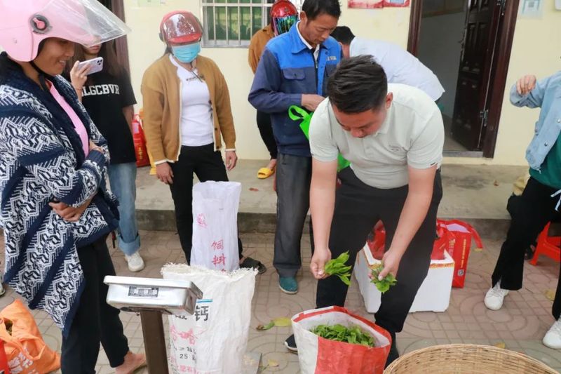 关于白沙：政企携手助推野生古树茶产业高质量发展的资讯(3)