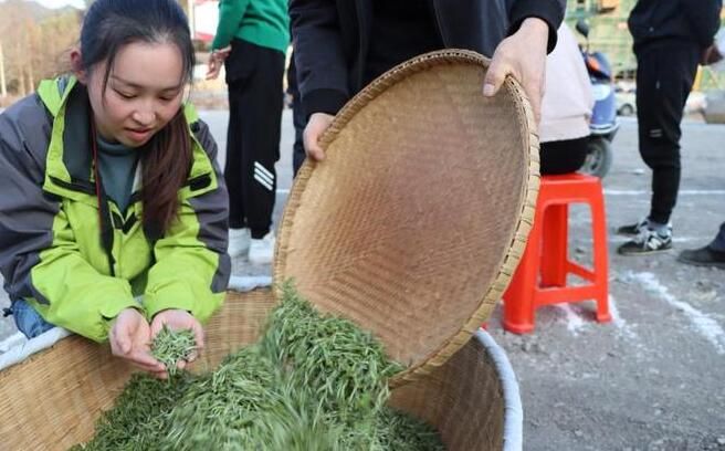 关于湖北省恩施市 一片茶叶的振兴之路的内容(2)