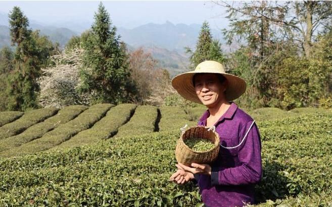 关于湖北省恩施市 一片茶叶的振兴之路的内容(1)