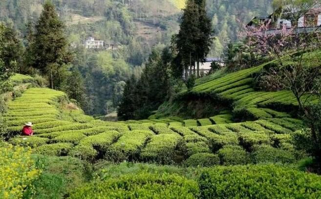 关于湖北省恩施市 一片茶叶的振兴之路的内容