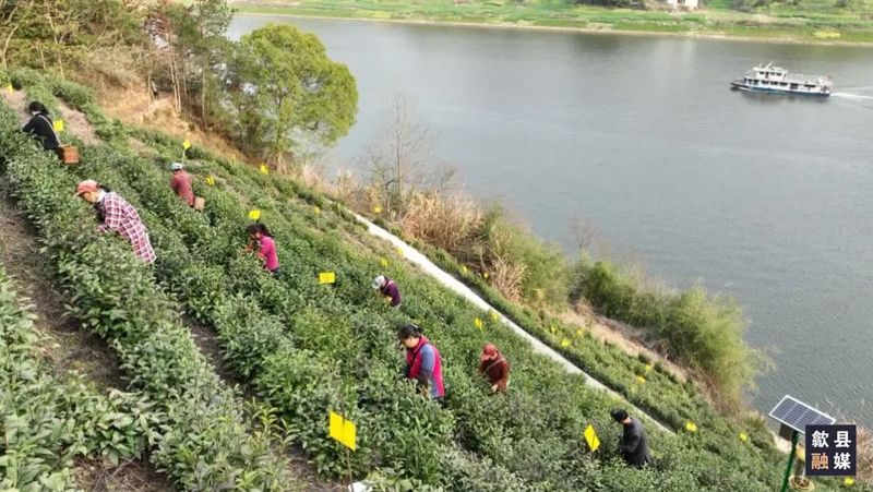 有关于歙县：茶园吐新绿 早茶正飘香的资讯