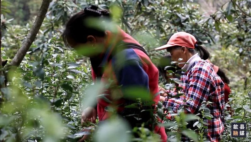 有关于歙县：茶园吐新绿 早茶正飘香的资讯(2)