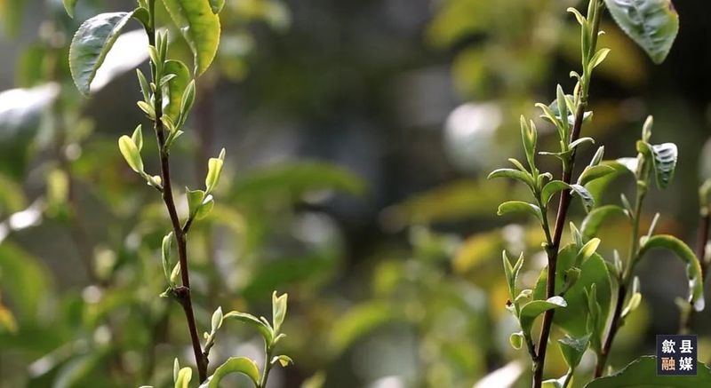 有关于歙县：茶园吐新绿 早茶正飘香的资讯(1)