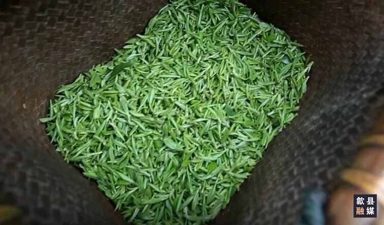 有关于歙县：茶园吐新绿 早茶正飘香的资讯(3)