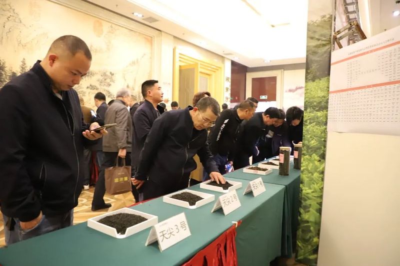 关于安化黑茶产业高质量发展勇毅前行的最新消息(2)