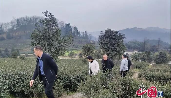 有关于珙县玉和苗族乡开展“春茶采摘”活动的内容