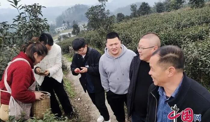 有关于珙县玉和苗族乡开展“春茶采摘”活动的内容(1)